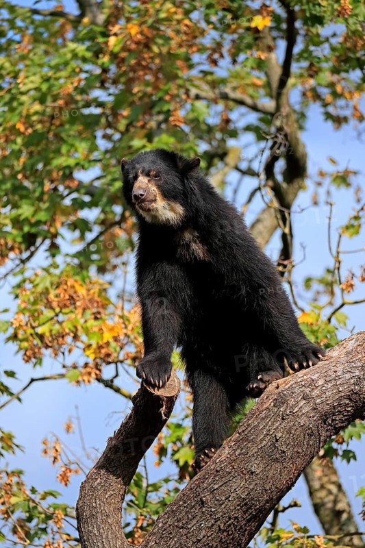 Spectacled bear
