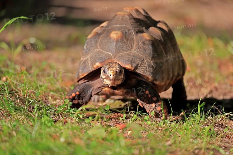 Red-footed tortoise