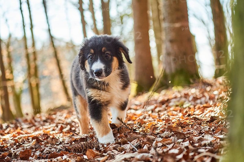 Mixed-bread dog