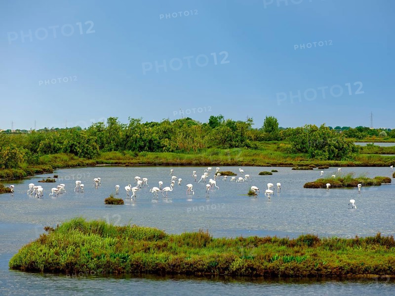 Flamingos