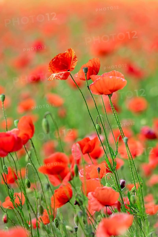 Poppies