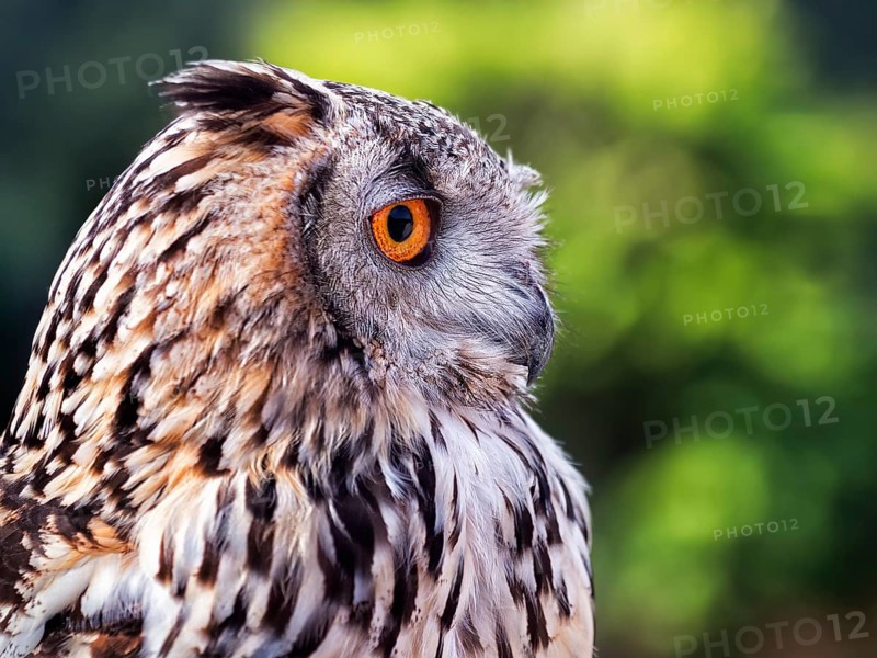 Bengal Eagle Owl