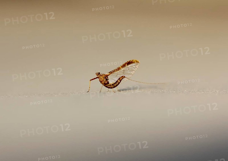 Mayfly