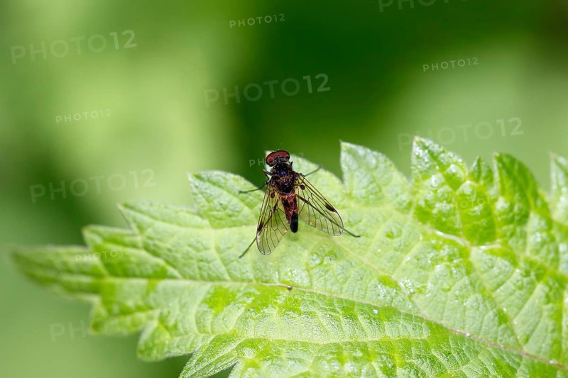 Chrysopilus cristatus