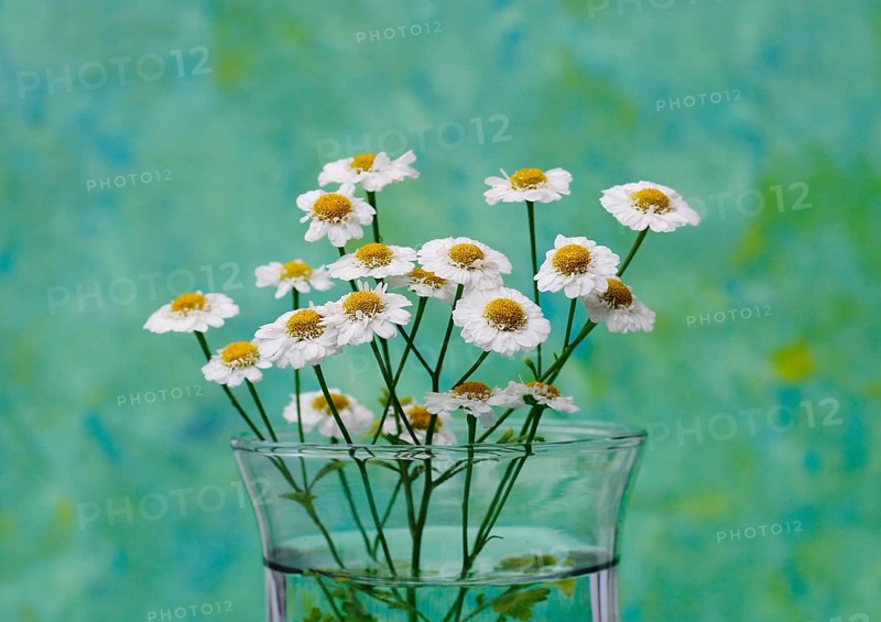 Feverfew