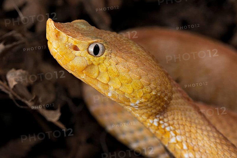 Lansberg's hognosed pitviper
