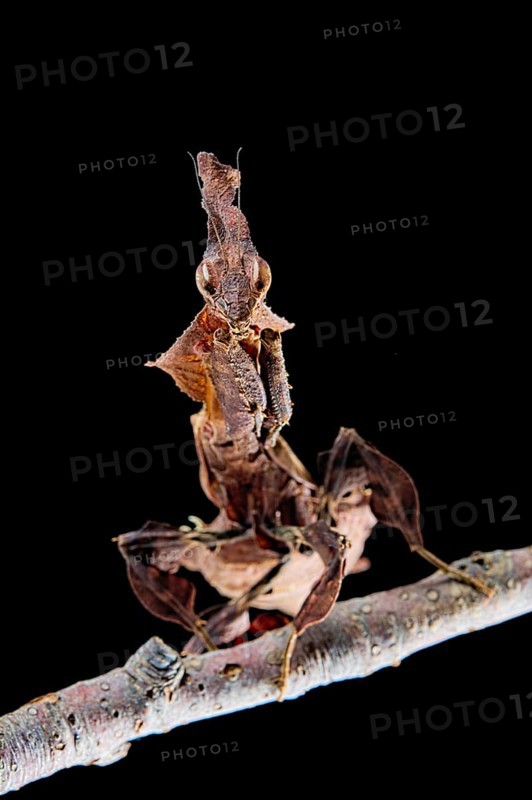 Gosht Mantis