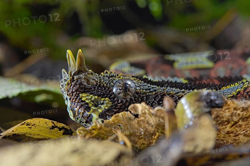 Arrowhead Viper
