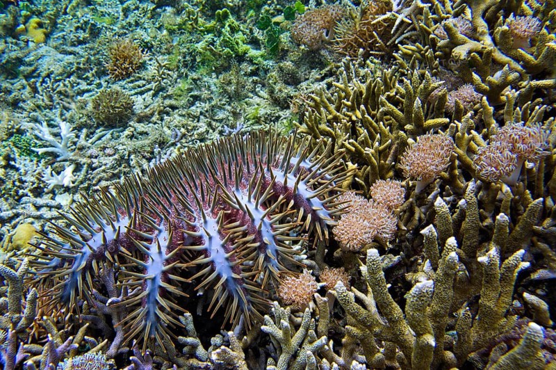 Crown-of-thorns starfish