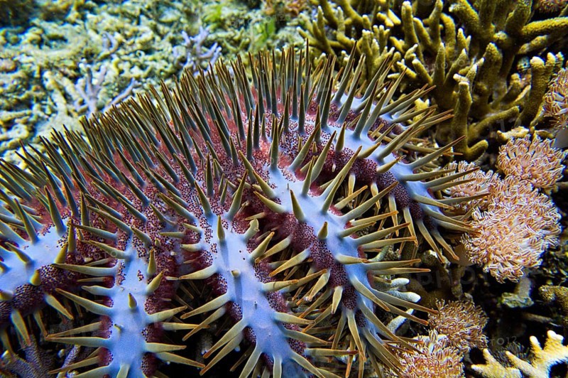 Crown-of-thorns starfish