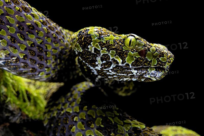 Mangshan Pit Viper