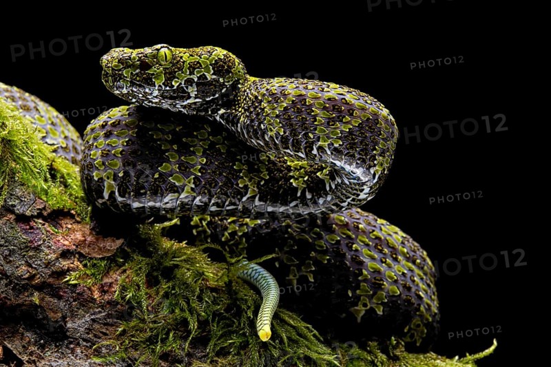 Mangshan Pit Viper