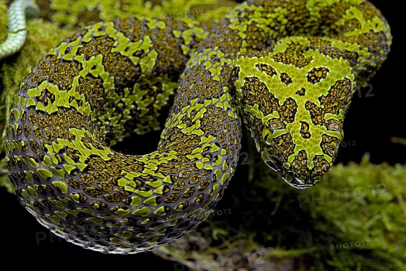 Mangshan Pit Viper