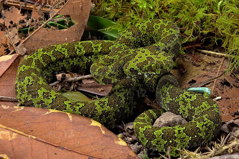 Mangshan Pit Viper