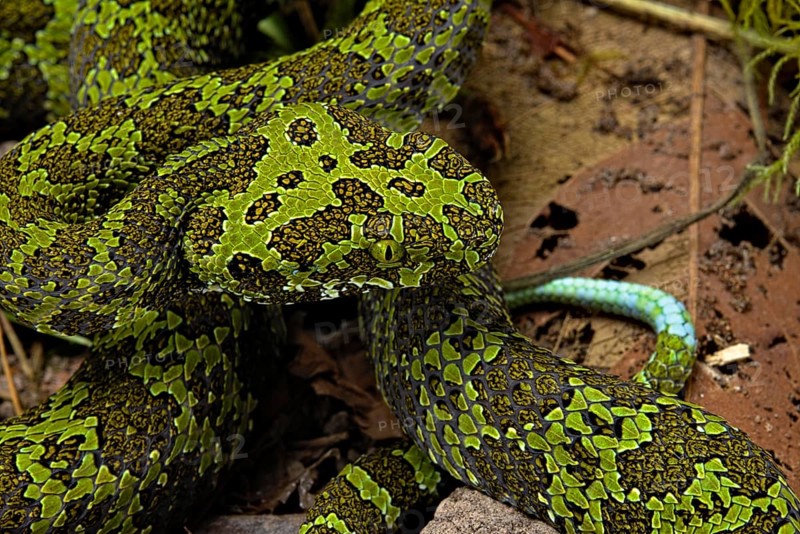 Mangshan Pit Viper