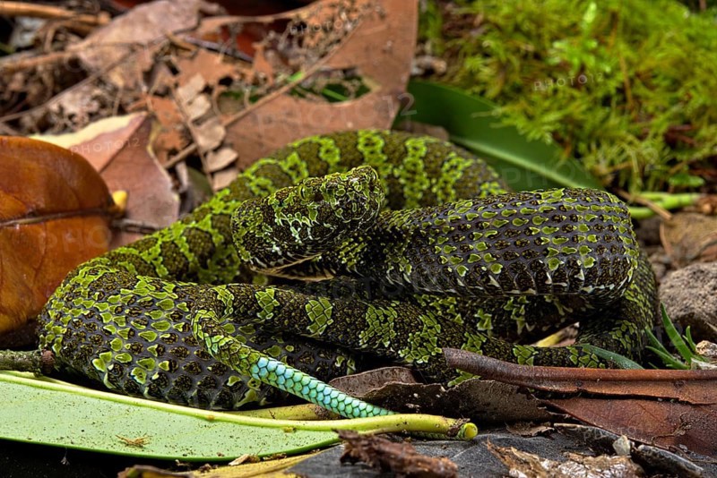 Mangshan Pit Viper