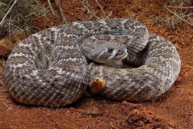 Western Diamondback Rattel Snake