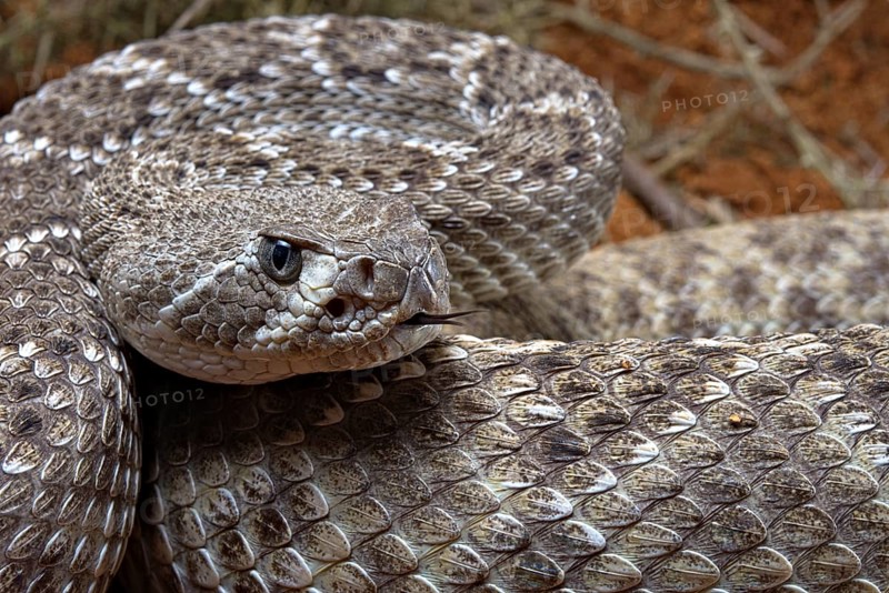 Western Diamondback Rattel Snake