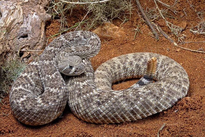 Western Diamondback Rattel Snake