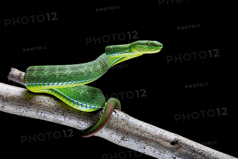 White-lipped pit viper
