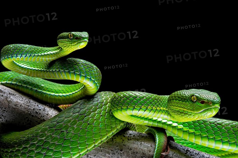 Pair of White-lipped pit viper