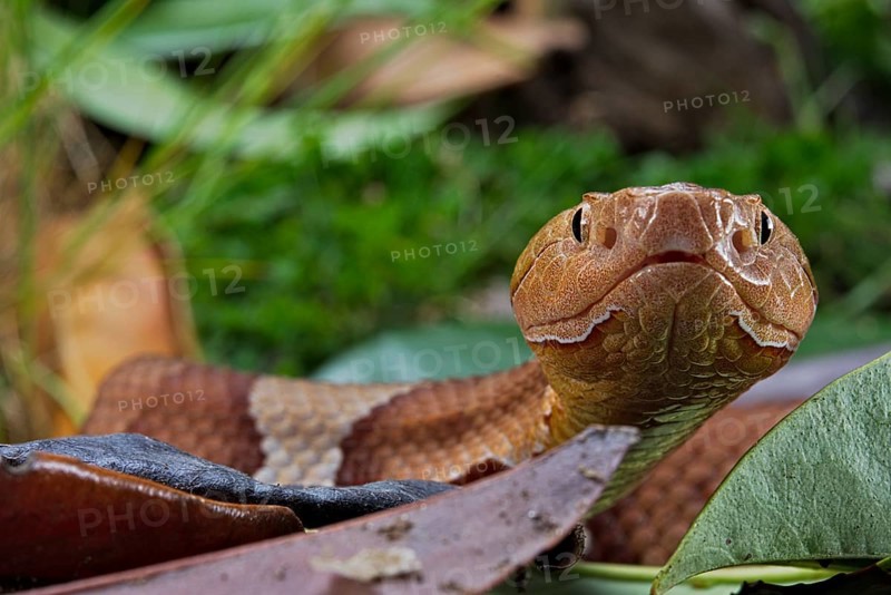 Broad-banded Copperhead