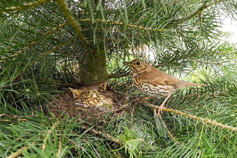 Song thrush