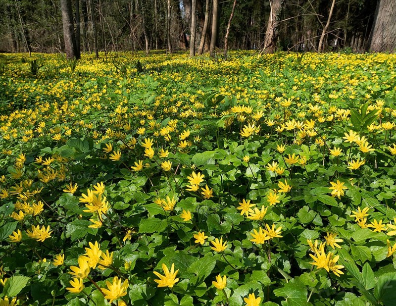Lesser celandine