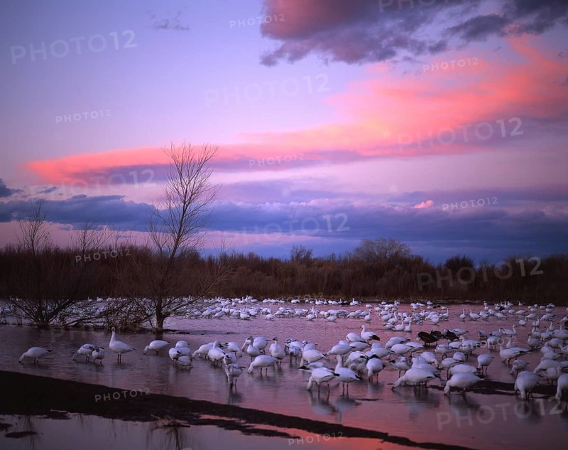 Snow goose
