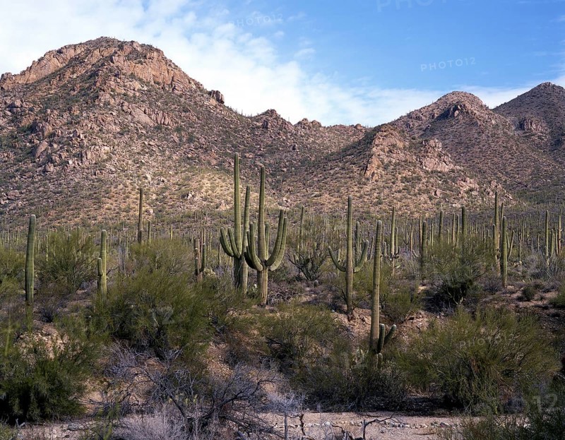 Saguaros