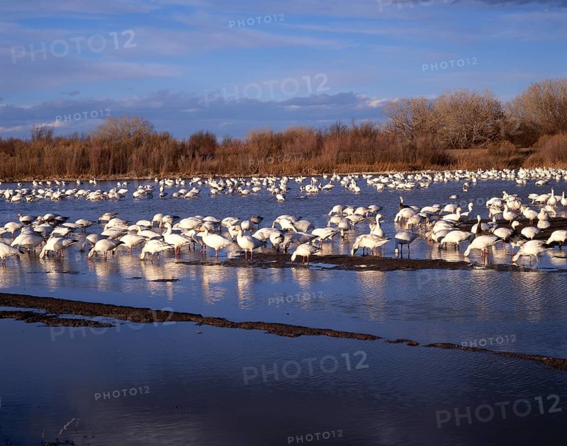 Snow goose