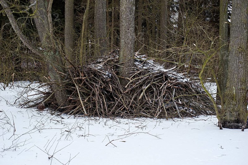 Beaver