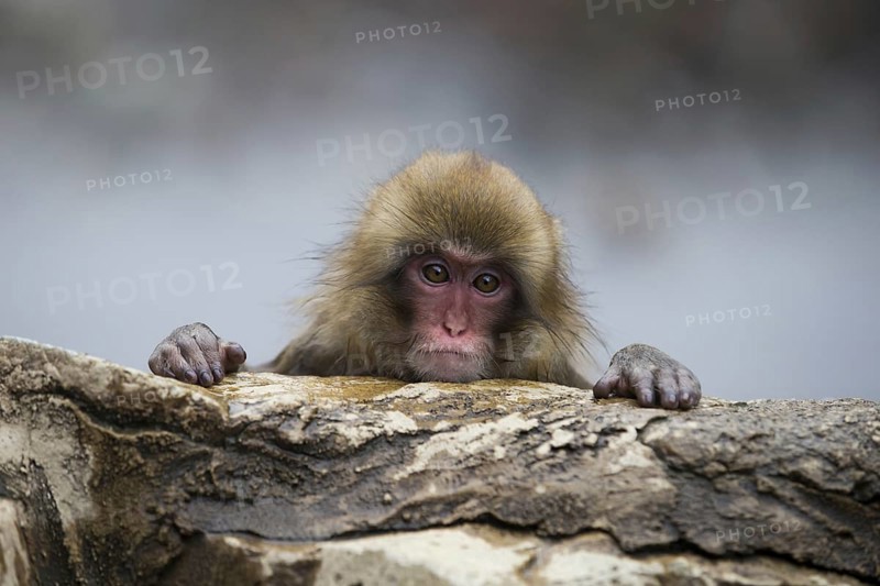 Japanese Macaque