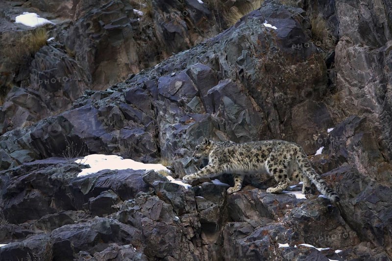 Snow Leopard