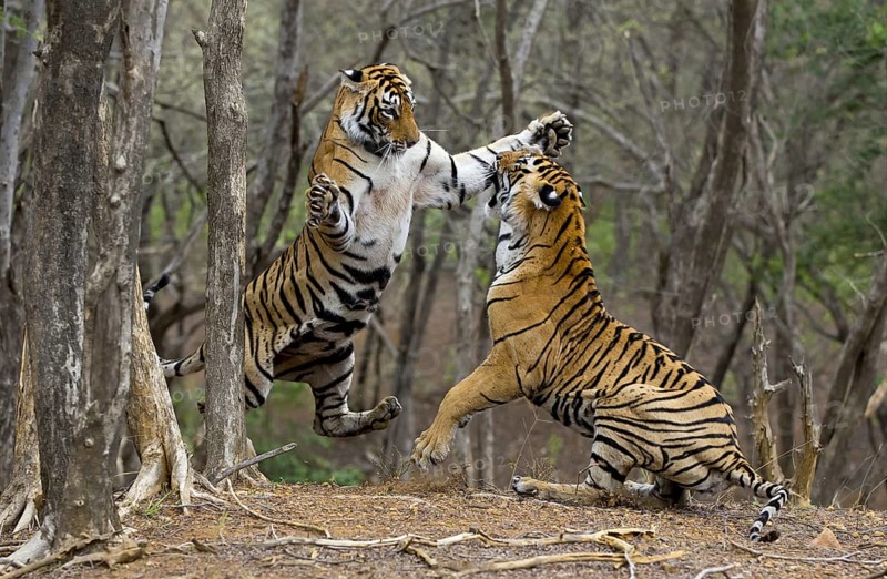 Indian Tigers