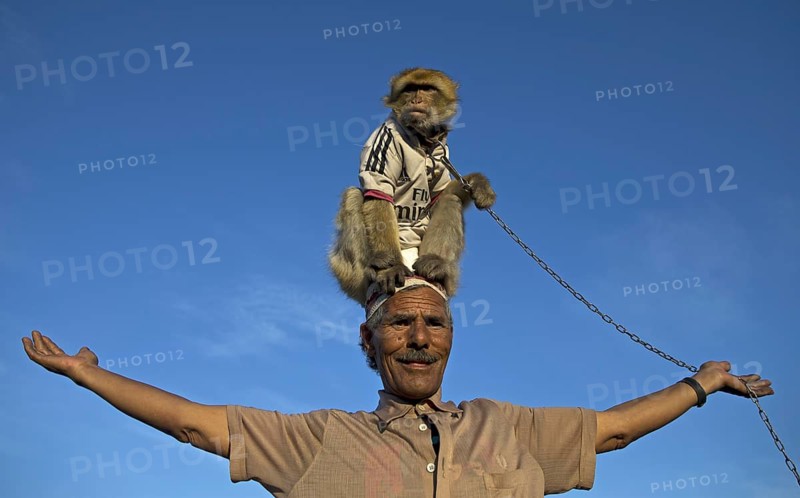 Barbary macaque