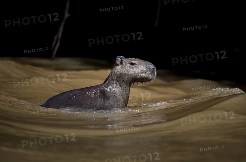 Capybara
