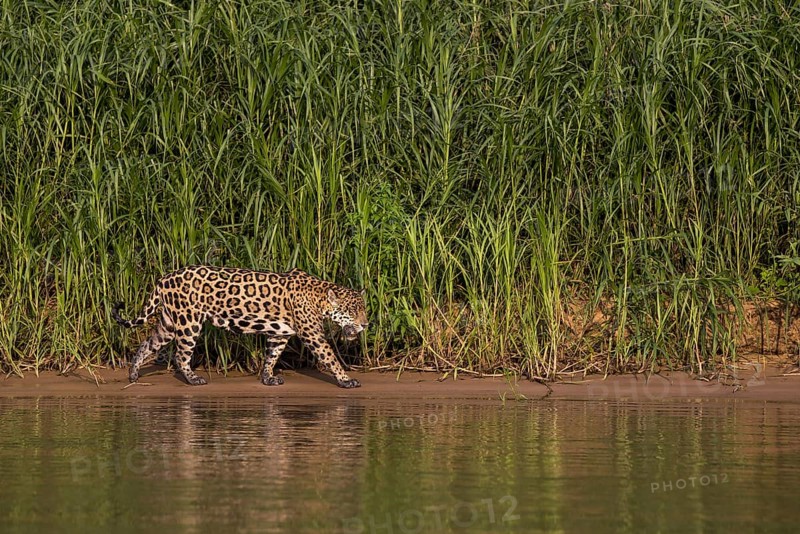 Jaguar