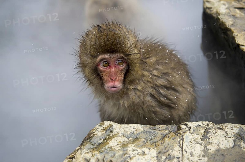 Japanese Macaque