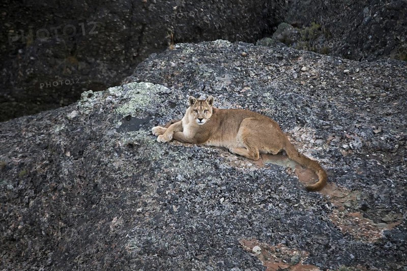 Puma