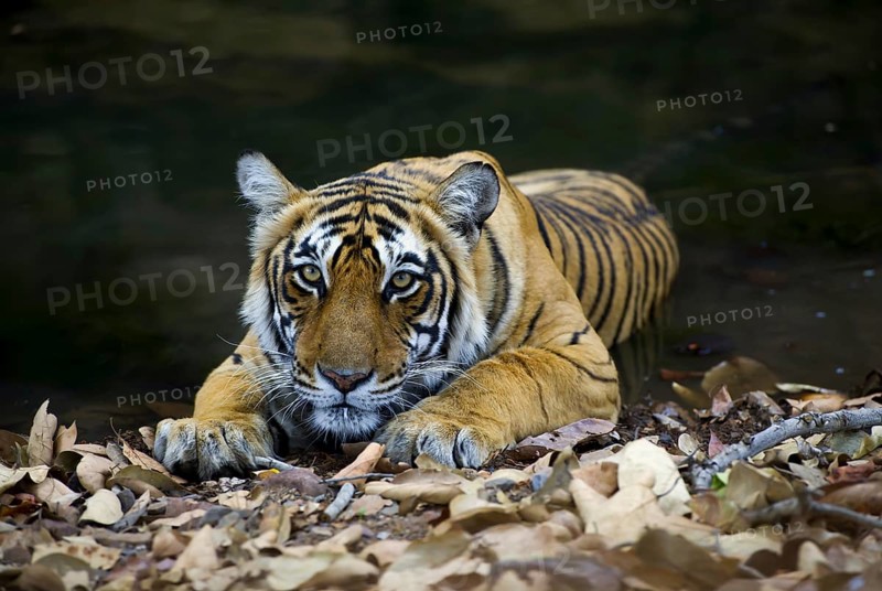Indian Tiger