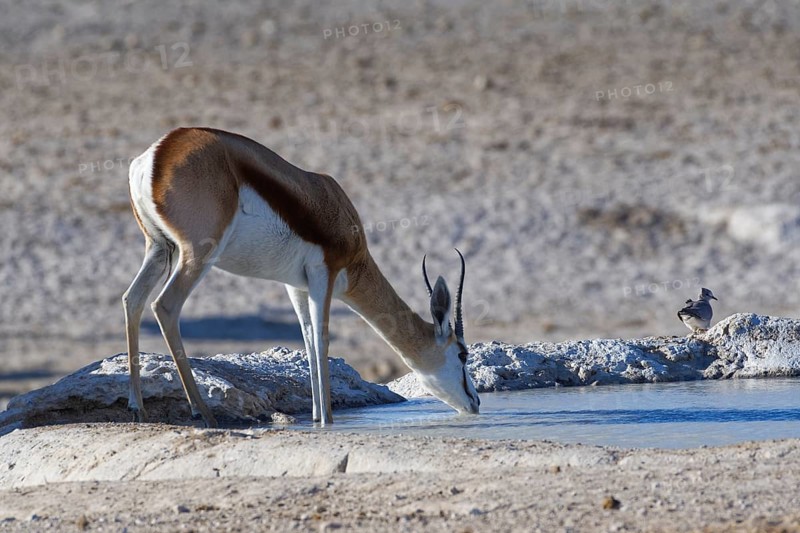 Springbok