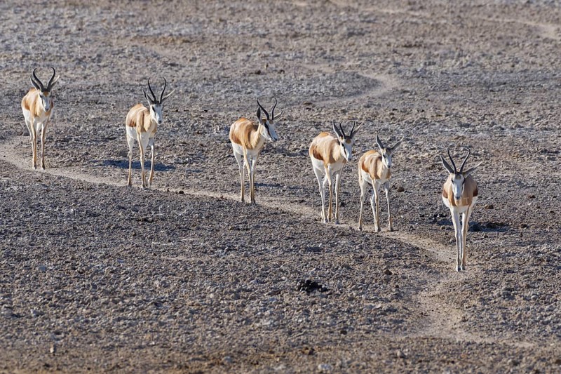 Herd of springboks