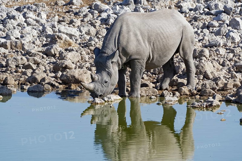 Black rhinoceros