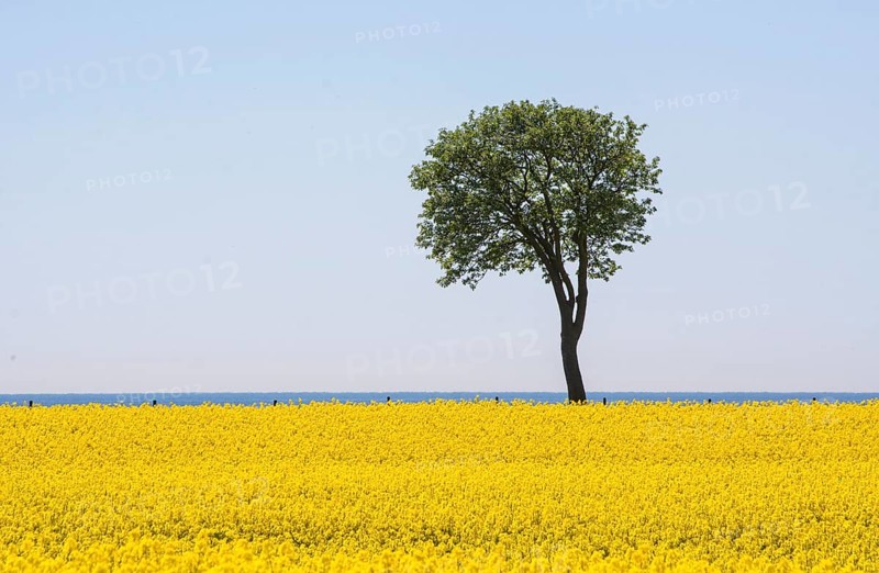 Rowan tree at field of rape at Hoegasten farm