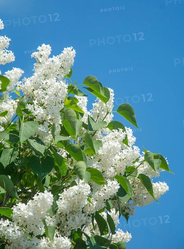 White lilac