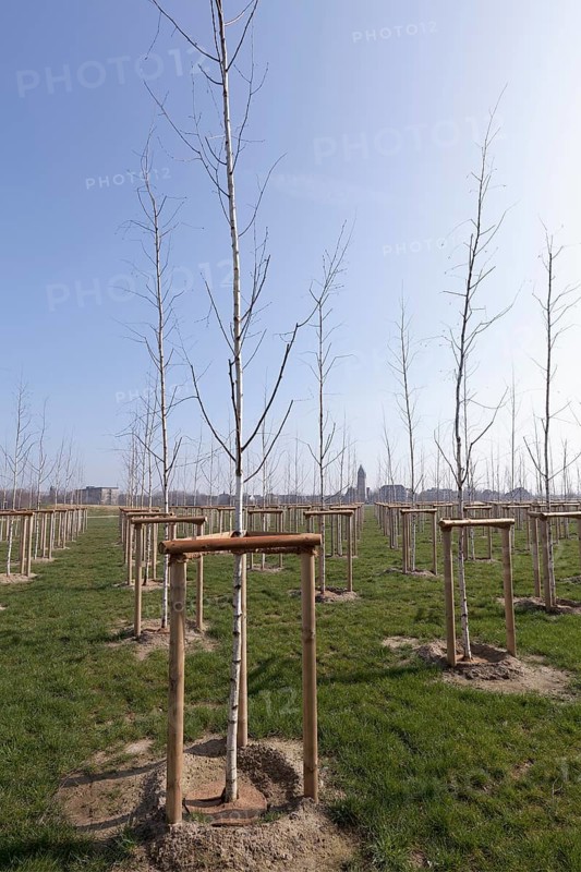 Newly planted birch trees