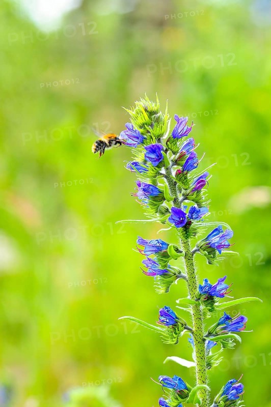 Common viper's bugloss