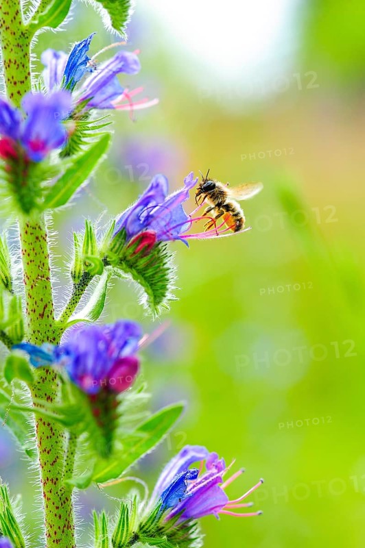 Red mason bee