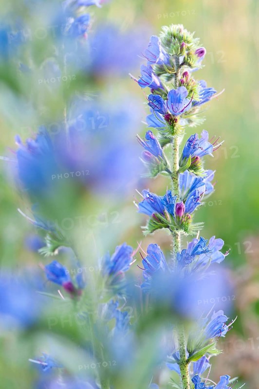 Common viper's bugloss